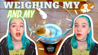 🐹WEIGHING MY HAMSTER &amp; RATS🐁 2021