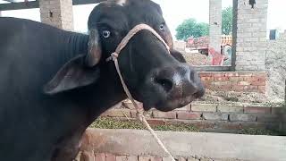 Neeli Ravi Ke Buffalo For Sale In Stan On Youtube 2382022 03045544153