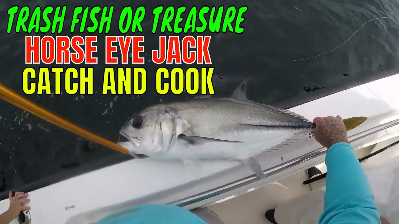 HORSE EYE JACK trash fish or treasure.. CATCH AND COOK YouTube