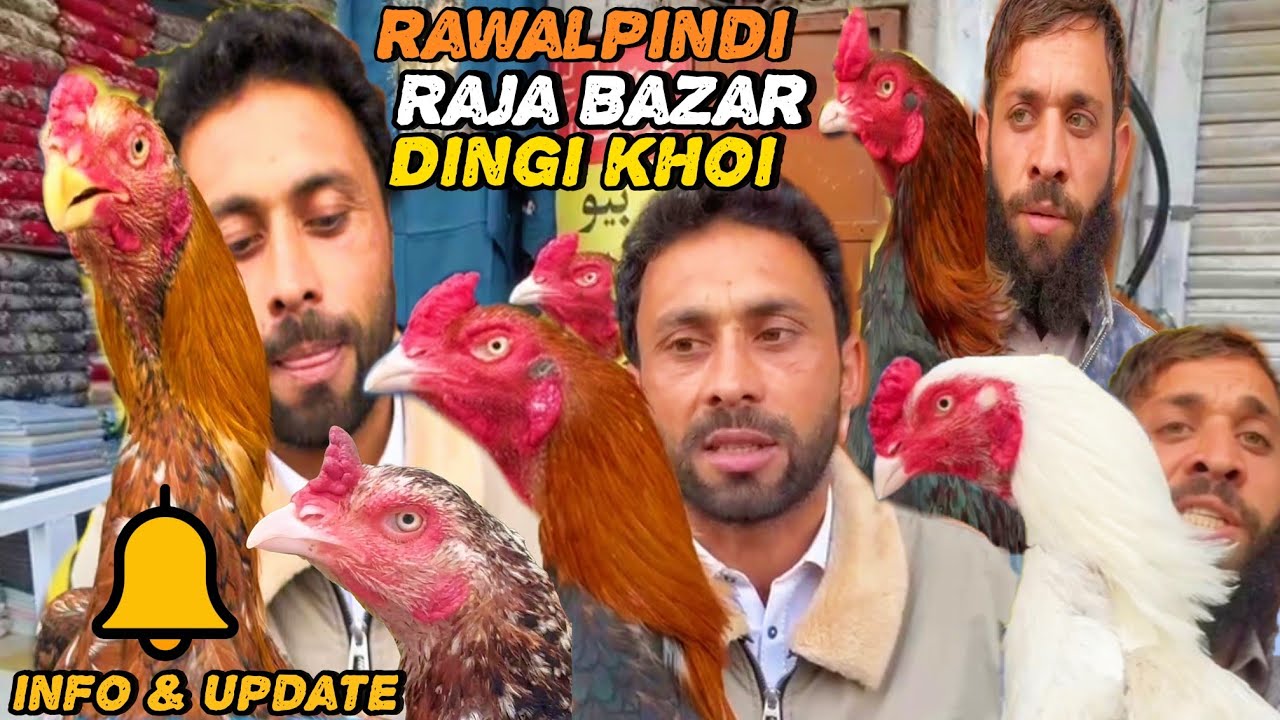 Rawalpindi Aseel Murga Mandi | Biggest Market Information & Update @ObaidVlogsOfficial 