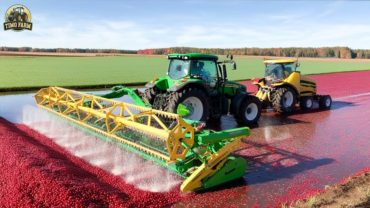 Auf diese Weise ernteten amerikanische Bauern 300 Milliarden Cranberries – die Cranberry-Ernte