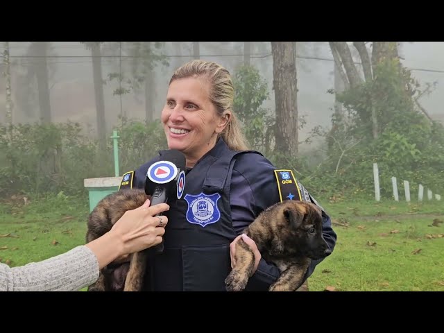 ‘Fofuras em treinamento’: Canil da Guarda Municipal ganha dois novos mascotes