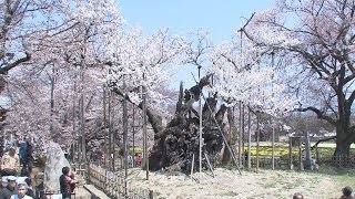 山高神代桜が満開 大雪の被害なく、山梨