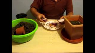 Kışın evde saksıda  taze soğan  yetiştir ?