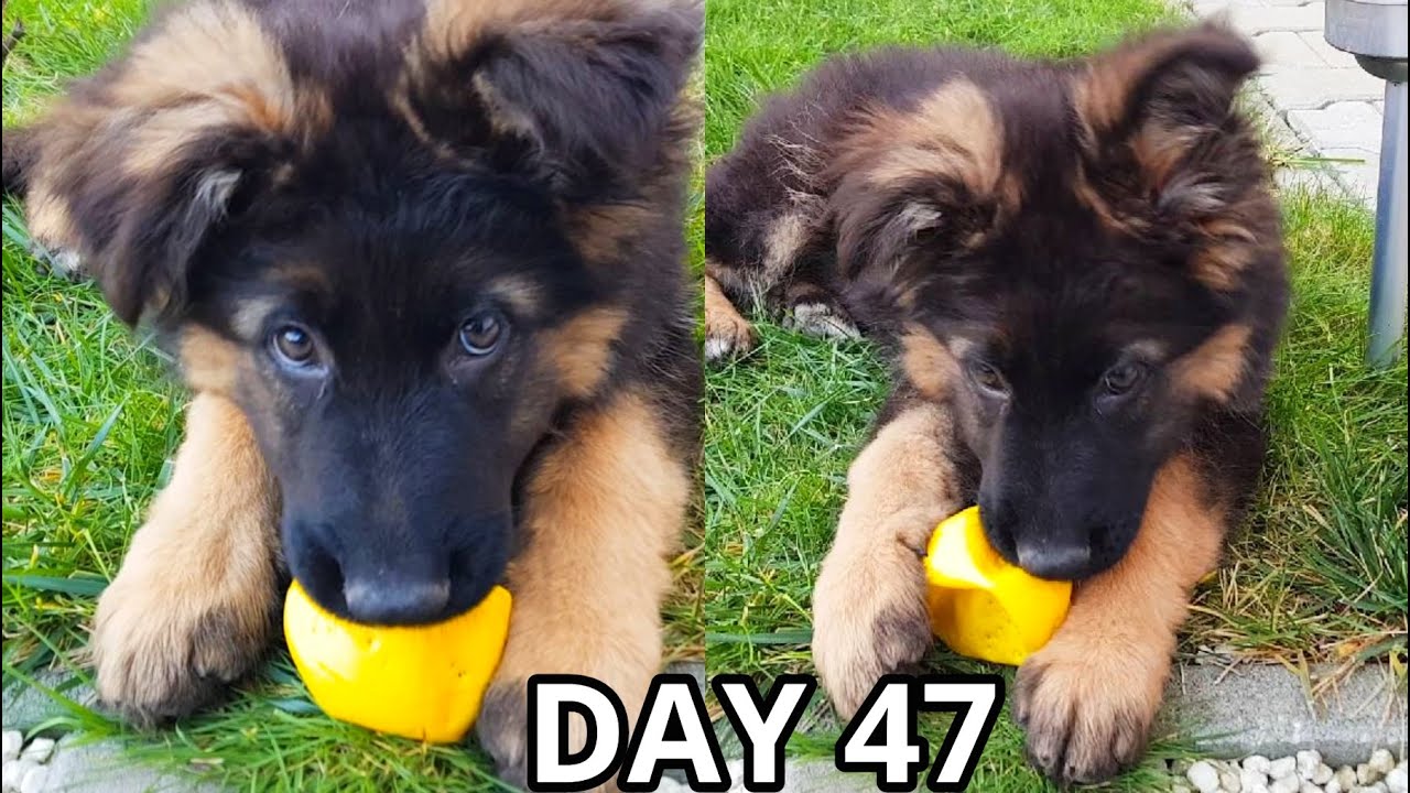 Puppy Fun with Ball - The Diary Evo the German Shepherd Dog Day 47