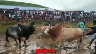 lieh pasyih( ma phrang)vs lumshken (ma meda)/iadaw masi para wadung/ha tuber shohshreh