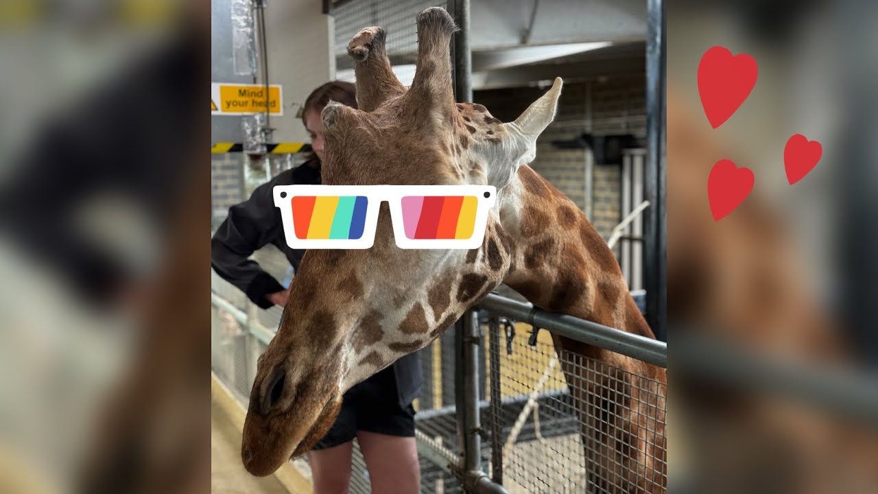 Chessington World of Adventures Giraffe Feeding (VIP Experience