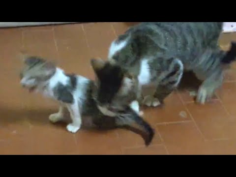 【cat!-cat!-neko!】kitten-tease-and-cat-chases-for-punish