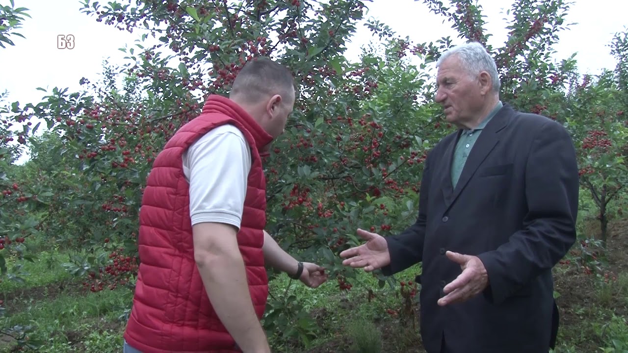 Tehnologija proizvodnje VISNJE NA JUGU SRBIJE  - podrivanje i djubrenje   ali ... gde je BMM X6 ?