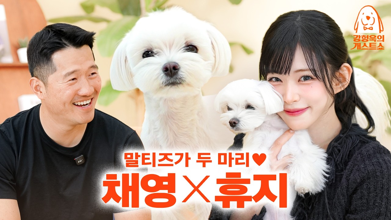 영상에 강아지 세 마리(?) 나옴. 주인이랑 똑닮은 프로미스나인 채영네 강아지 휴지 [강형욱의개스트… — Transcript