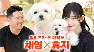 영상에 강아지 세 마리(?) 나옴. 주인이랑 똑닮은 프미나 채영네 강아지 휴지 [강형욱의개스트쇼] EP.31