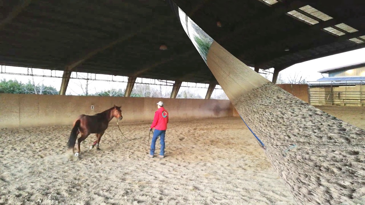 Lavoro del cavallo da terra - Come insegnare il Rollback