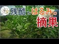 【6月中旬から】残酷なはるみの摘果【やっていこう】