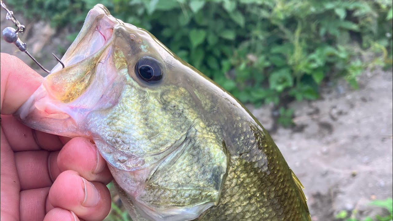 埼玉県川バス釣り 35up ゲーリーシュリンプ Youtube 埼玉県川バス釣り 35up ゲーリーシュリンプ Youtube