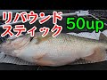 今、リバウンドスティックなの？ #琵琶湖バス釣り #リバウンドスティック #デプス