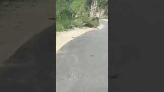 Jaguar ataca a Burro en Rosario Tesopaco