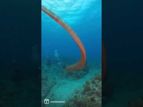 大きなウミヘビがダイバーを追っているように見える 粟国島