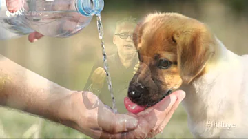 ¿El perro debe beber agua del grifo o hervida?