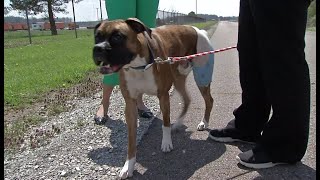 Owner: Man shot dog in backyard for no legitimate reason