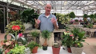 Lowe's Greenhouse Plant Tips: Watering