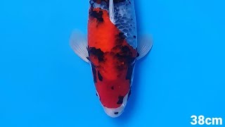 Pluto Koi Auction - 7 September 2021 