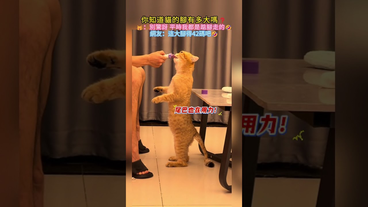 你知道貓的腳有多大嗎❓🐱:別驚訝 平時我都是踮腳走的🤣 網友:這大腳得42碼吧🤣 #cat #cute #funny #shorts #funnyshorts
