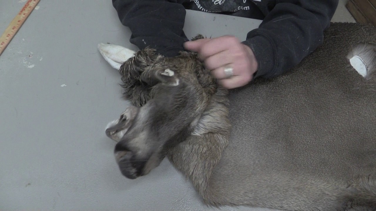 Tanned Whitetail Deer Cape For Sale OBT439B YouTube