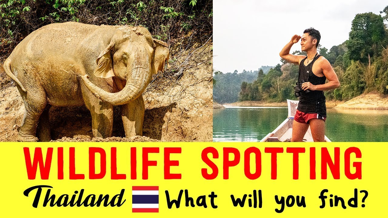 Khlong Saeng Wildlife Sanctuary and Cheow Lan Lake [2019]