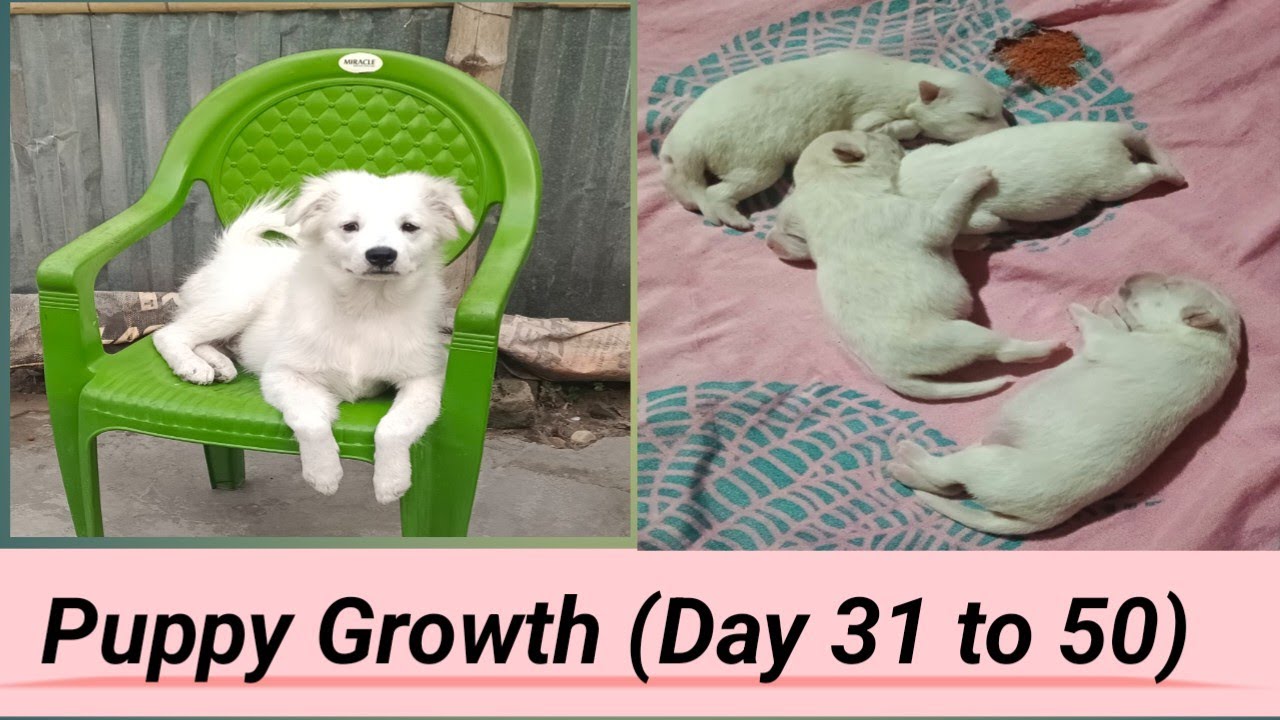 Puppy Growth (31st day to 50th day) Japanese Spitz Puppy #spitz # ...