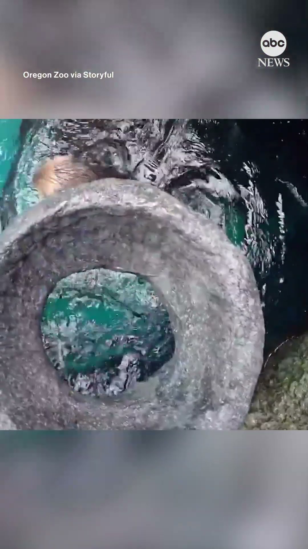 Otters show off their basketball skills