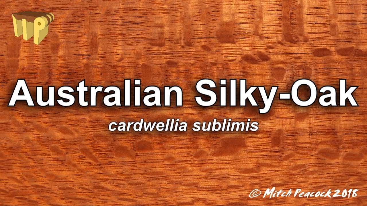 Australian Silky Oak (cardwellia sublimis)