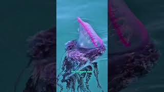 These Dragons Are Not What They Seem