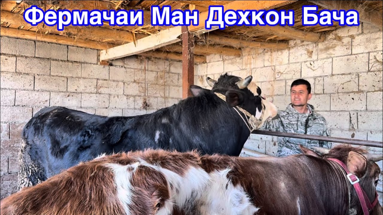 Фермаи Ман Дехкон Бача Резултати кори мо дар соли 2026 4 марта 2026 г.