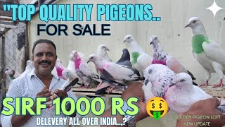 🚨 “Aaj Ka Sabse Zabardast Stock!” Top Quality Pigeons Sale Live 🔥
