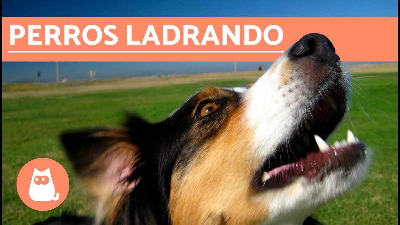 Los mejores LADRIDOS DE PERROS 🐶 Perros LADRANDO ¡MUY DIVERTIDO! - YouTube