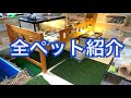 アニマルタイガ宅のペットを全て紹介します!