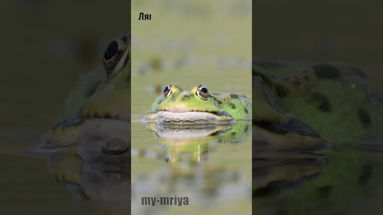 Битва вакалов. Жаба vs Лягунка.