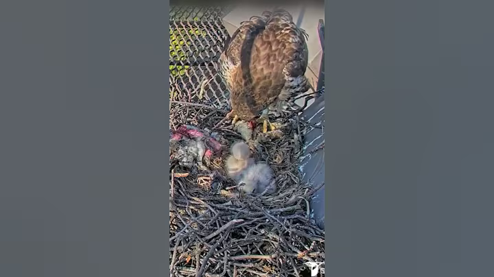 P#584- Review mother birds brings food to feed her babies in the nest, baby birds life #birdslover