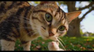 🎮🐱 Epic AI Cat Cinematics + Chiptune Soundtrack #rtx5080 #lightricks #ltx23 #aivideoshorts #aiart
