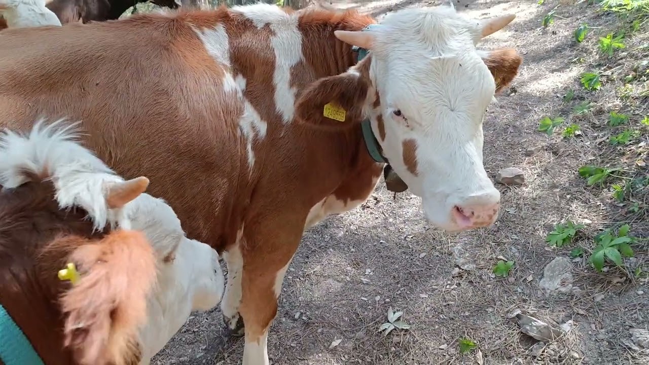 Hayvanları tepelere çıkarma çabamız 