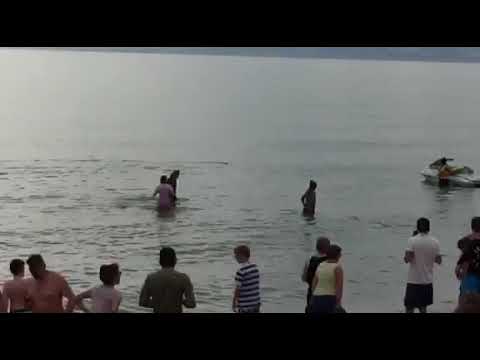 Δελφίνι βγήκε στην παραλία στην Αγία Μαρίνα