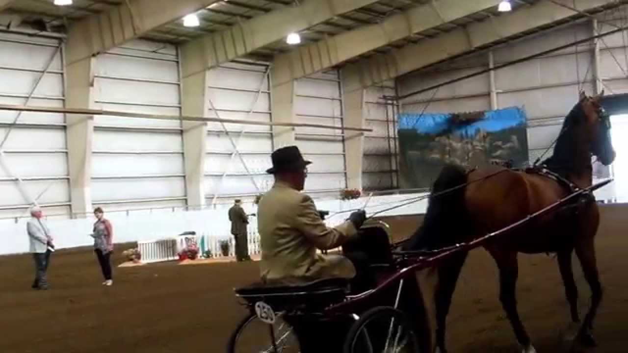 Oregon Horse Classic Pleasure Driving ! YouTube