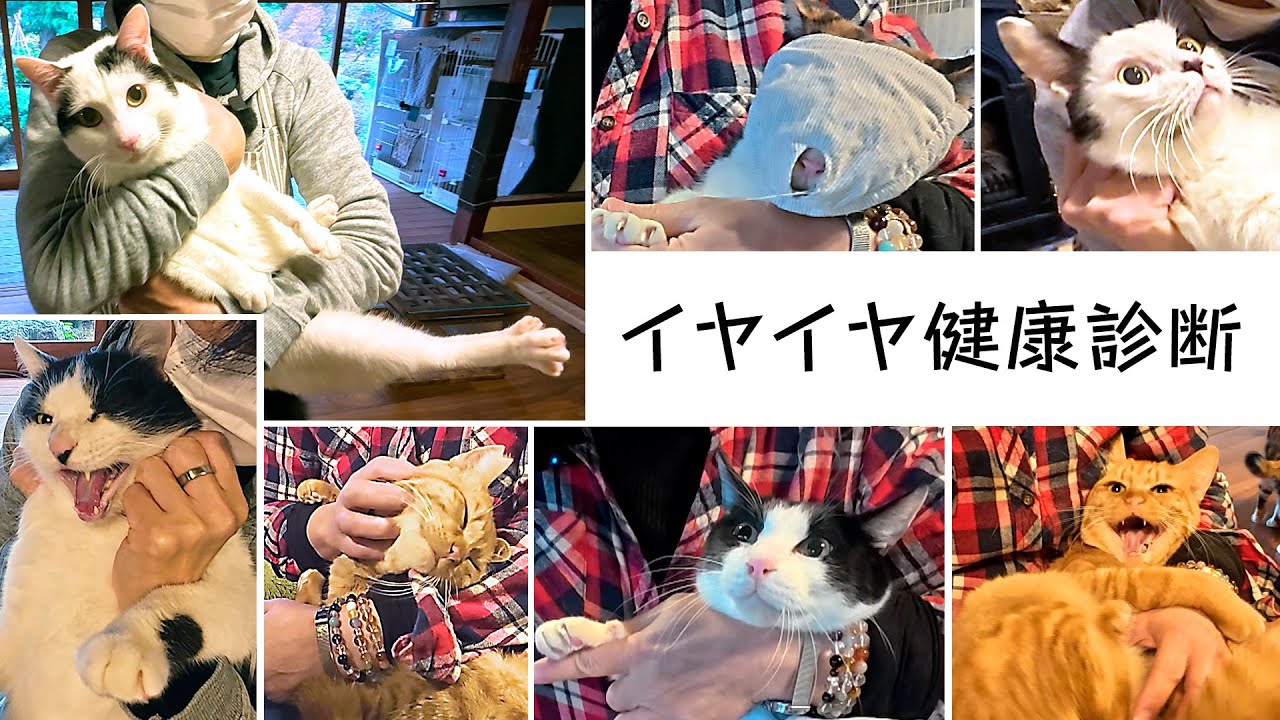 保護猫たちのイヤイヤ健康診断12月号