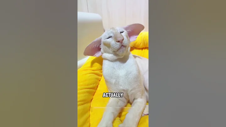 Video 9095811: oriental shorthair cat playing