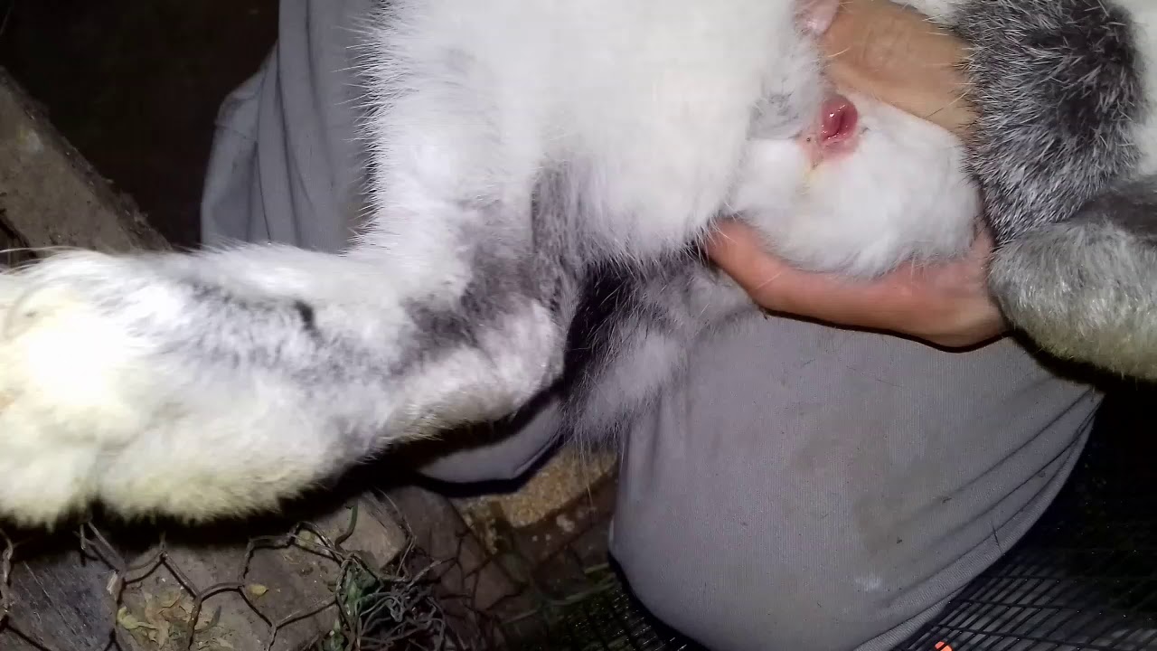 Când se verifică iepurița dacă a rămas gestantă și cum ne dăm seama dacă este în călduri? Proba  😊