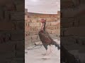 aseel#roosterfarm #aseelmurga #aseelmurgi#shortvideo #vairalvideo #vairalshort #aseel #rooster#aseel