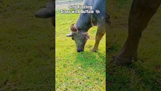 Soft Rustling Grass with Buffalo 🐃 #Buffalo #NatureASMR #RelaxingShorts #Countryside #PeacefulNature screenshot 2