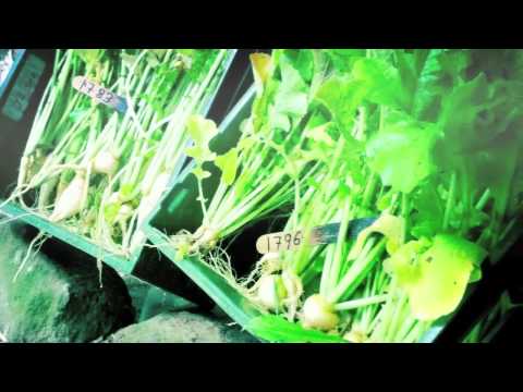 Video: Hvordan dyrker man majroer?