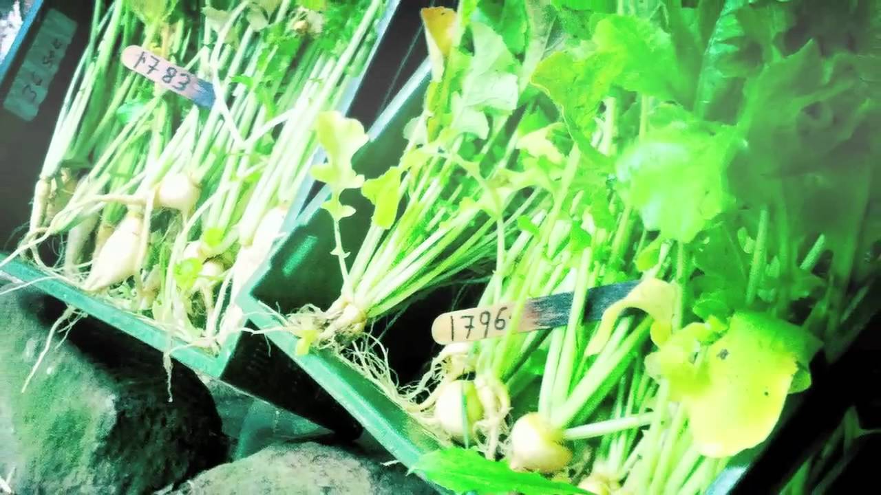 Majroer i forsøgshaven på Barritskov