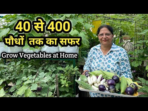 Harvesting Of Organic Vegetables From Rooftop Terrace